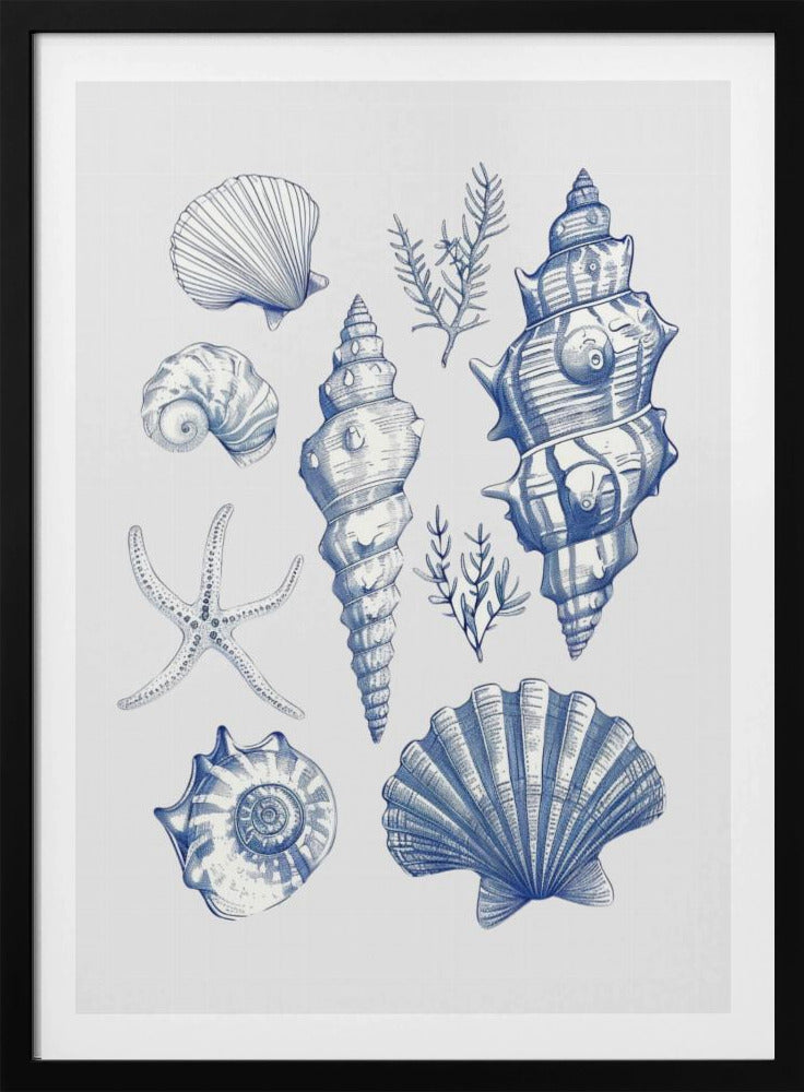 Shell Collage | Poster