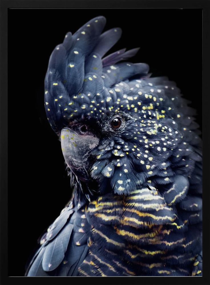 Blackcockatoo2 | Poster