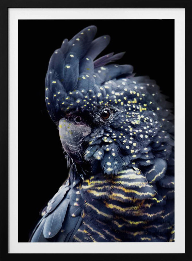 Blackcockatoo2 | Poster