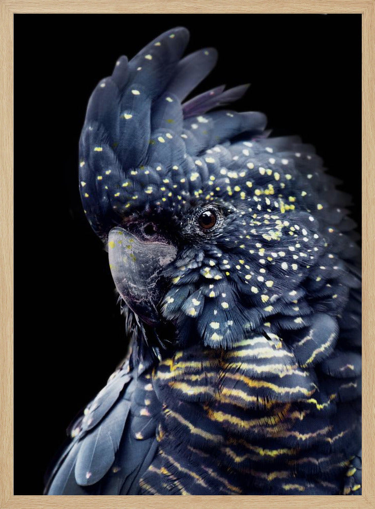 Blackcockatoo2 | Poster