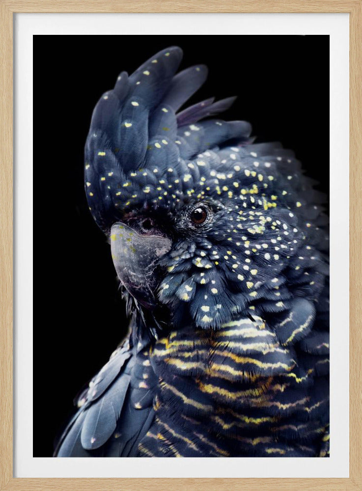 Blackcockatoo2 | Poster