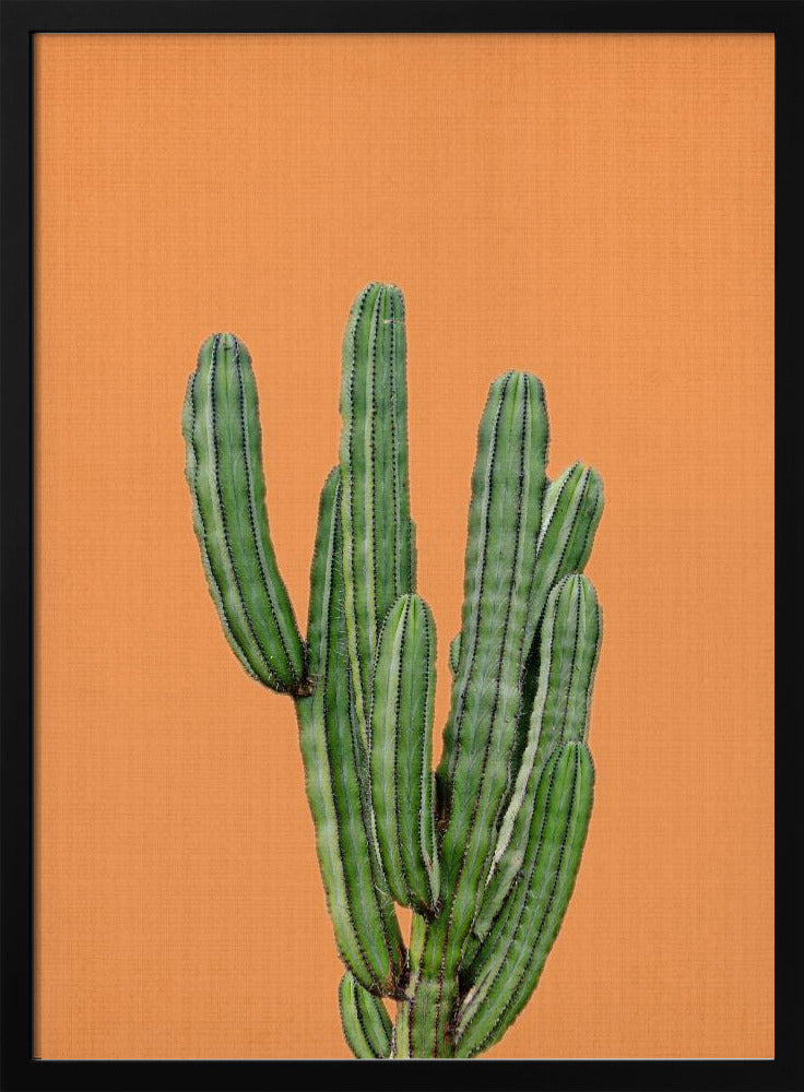 Orange Cactus | Poster