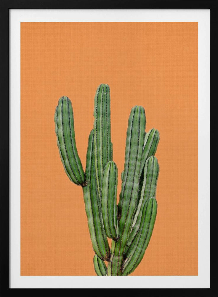 Orange Cactus | Poster