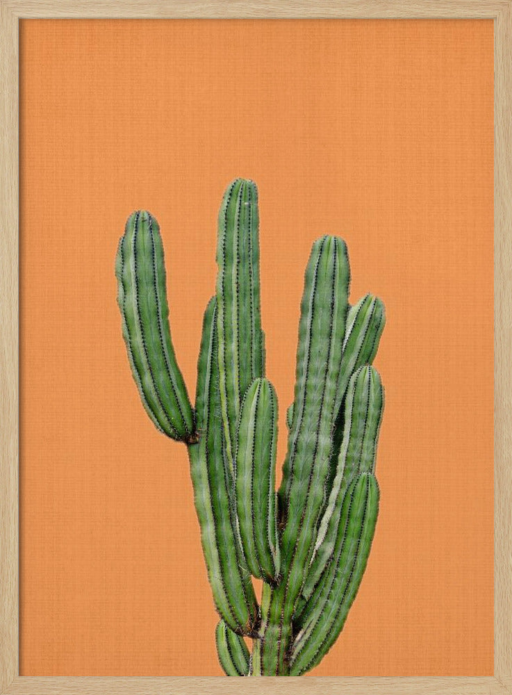 Orange Cactus | Poster
