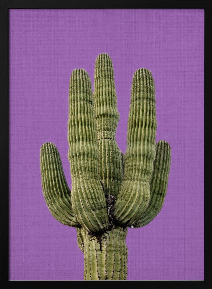 Purple Cactus | Poster