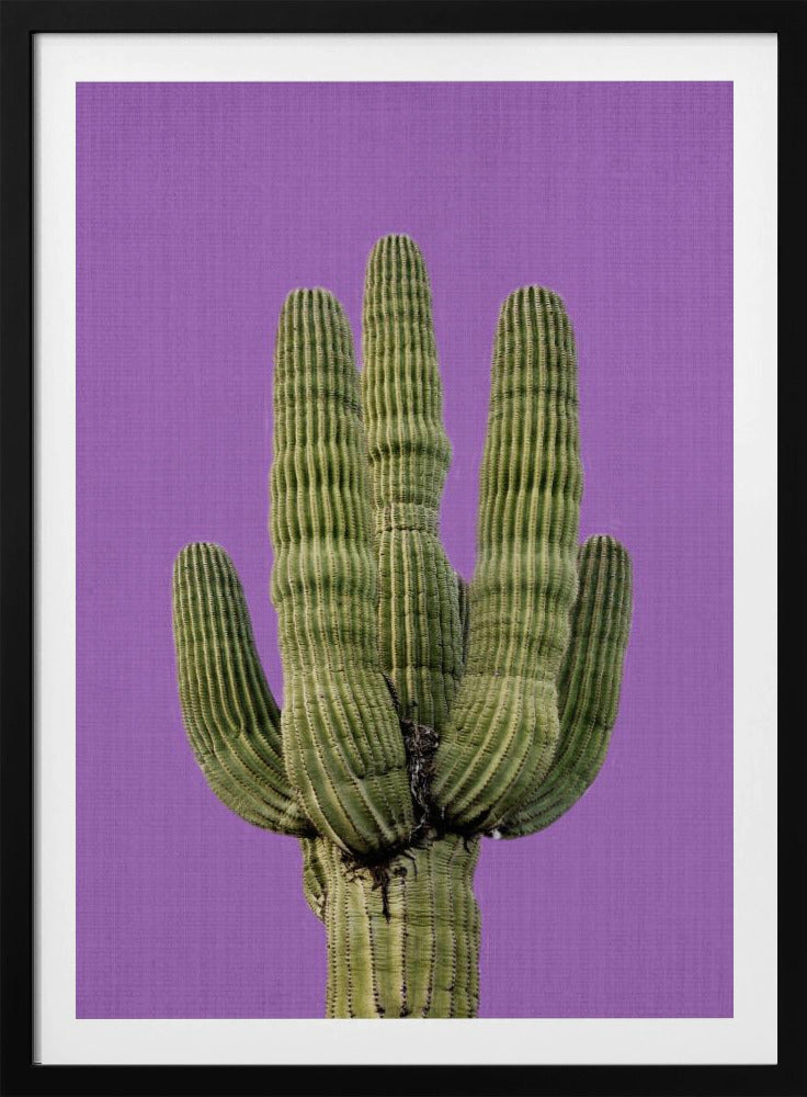 Purple Cactus | Poster