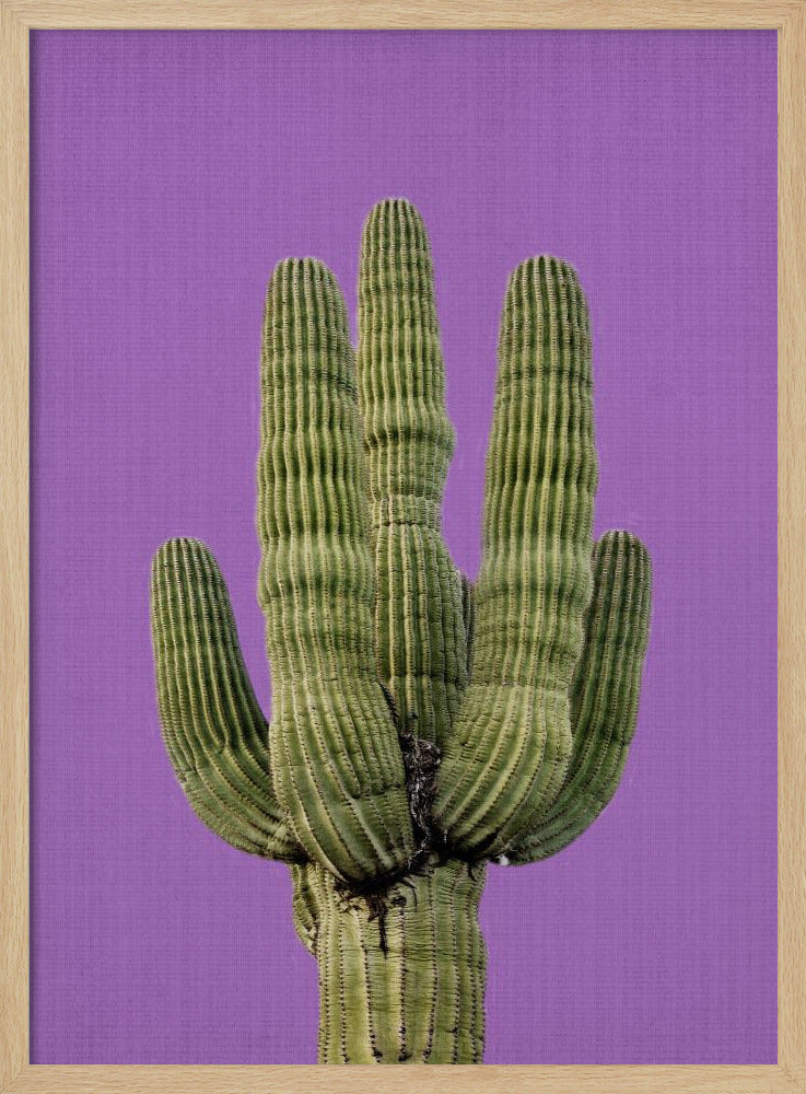Purple Cactus | Poster