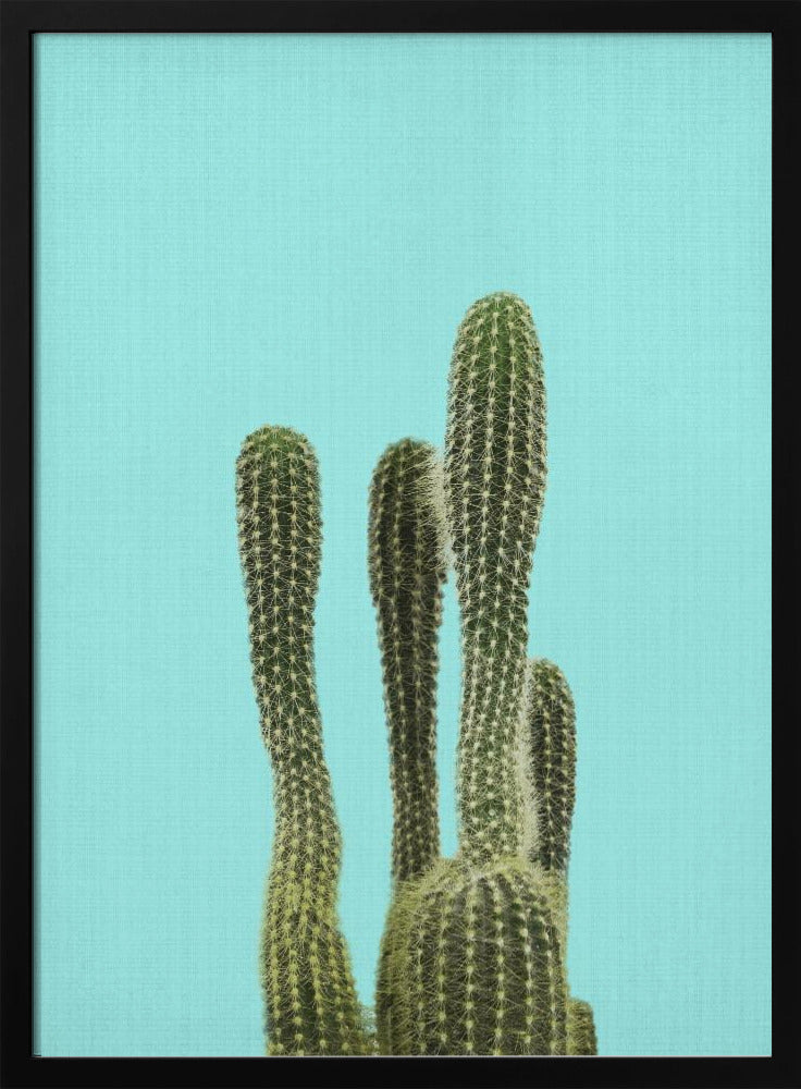 Turquoise Cactus | Poster