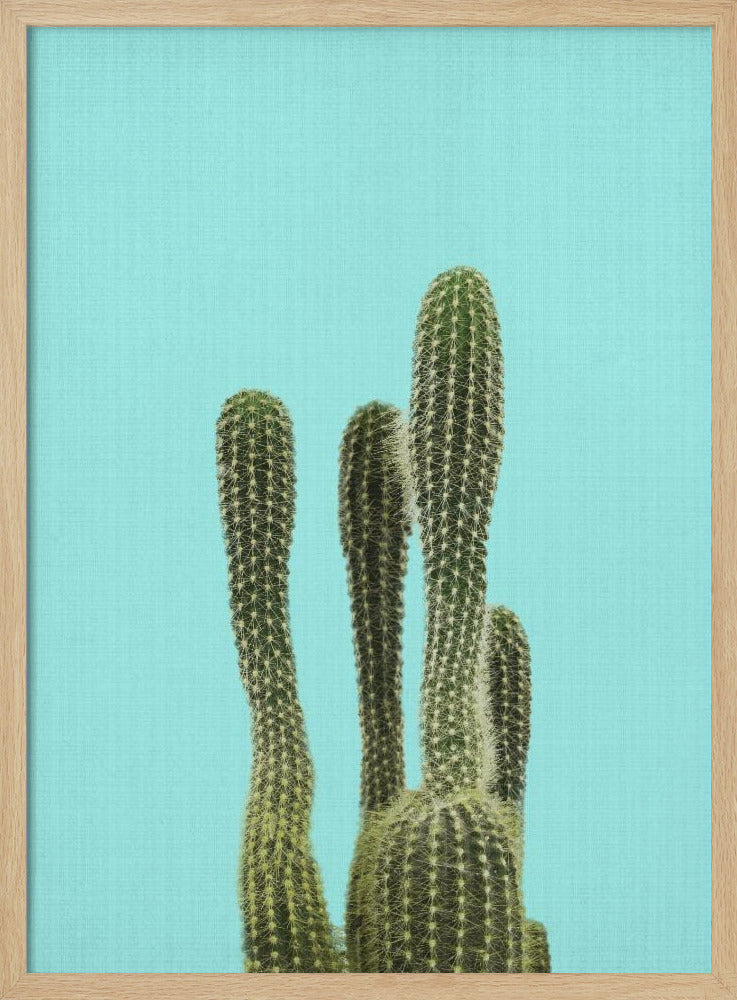 Turquoise Cactus | Poster