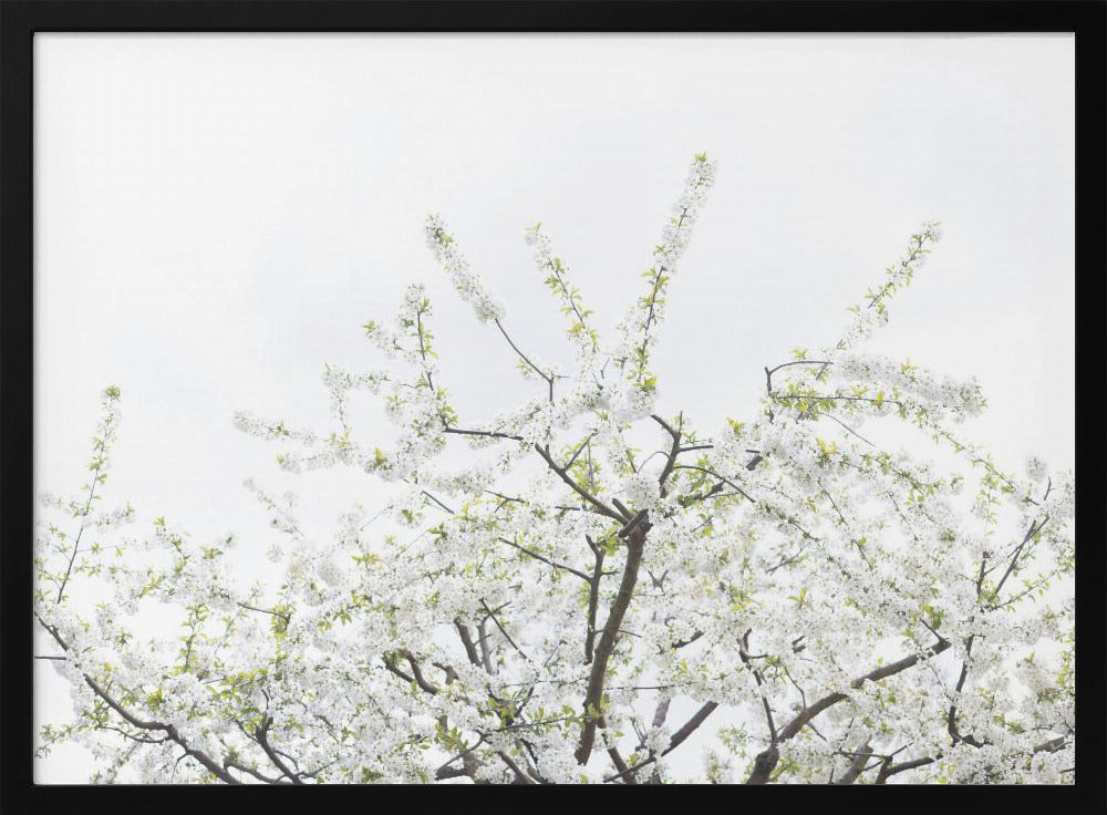 White Spring Tree 2 | Poster