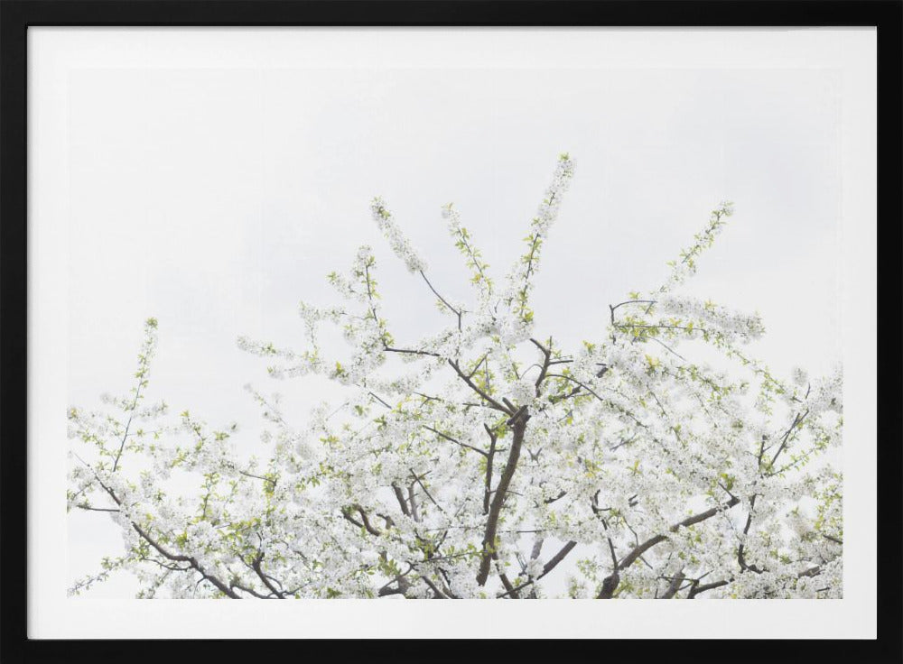 White Spring Tree 2 | Poster
