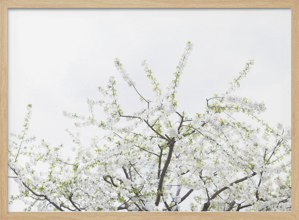 White Spring Tree 2 | Poster