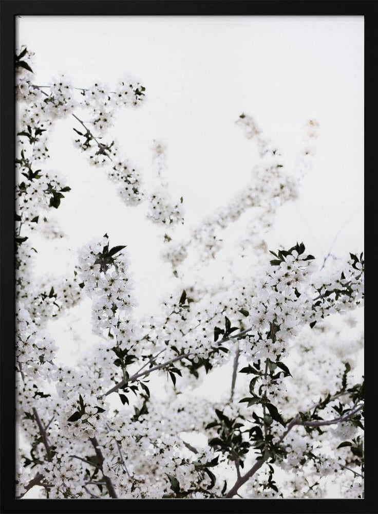 White Spring Tree 3 | Poster