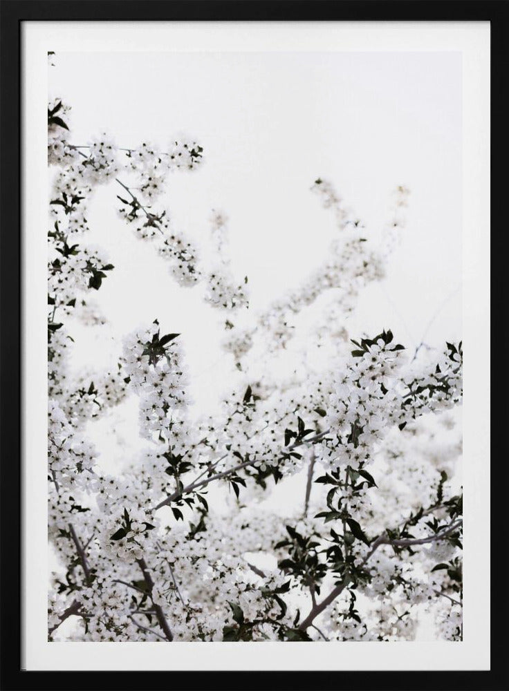 White Spring Tree 3 | Poster