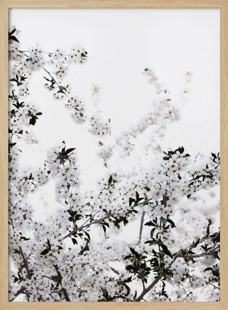 White Spring Tree 3 | Poster