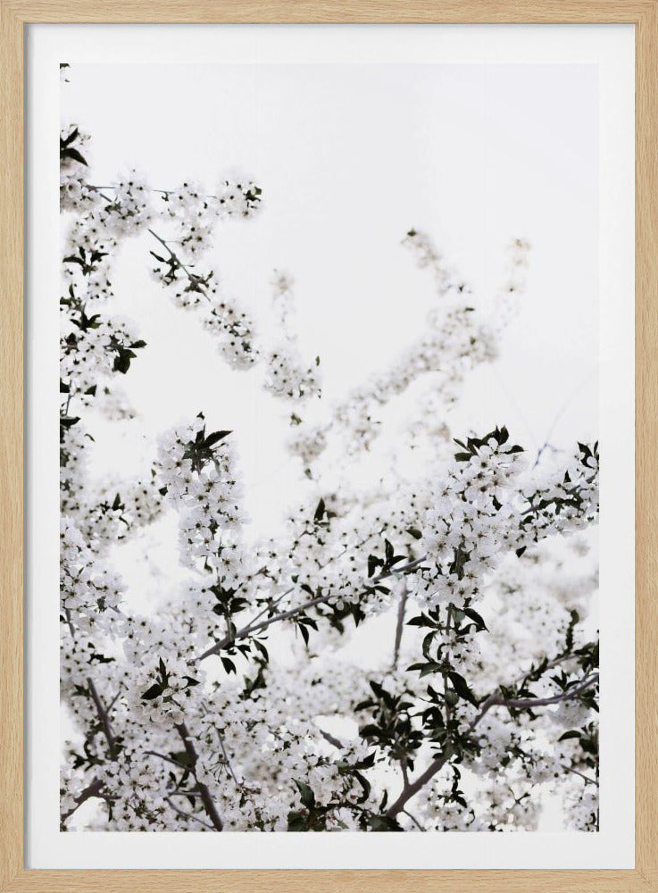 White Spring Tree 3 | Poster