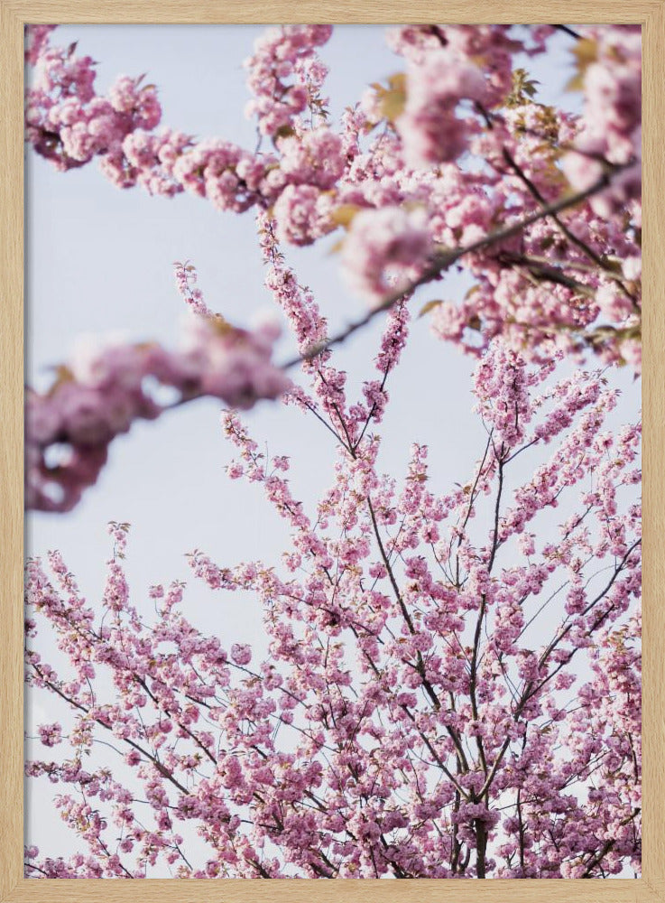 Colorful Spring 11 | Poster