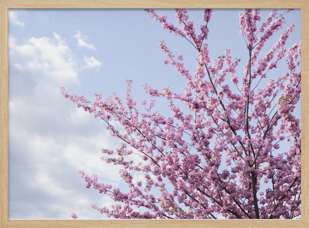 Colorful Spring 12 | Poster