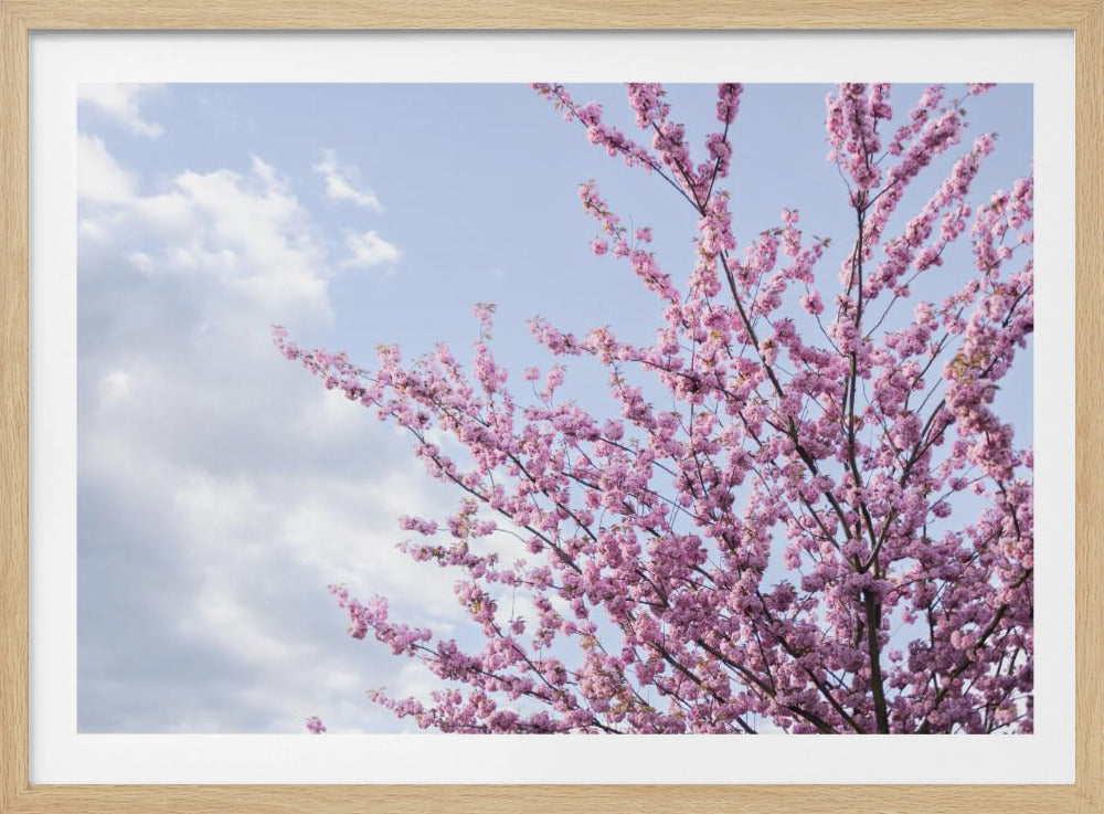 Colorful Spring 12 | Poster