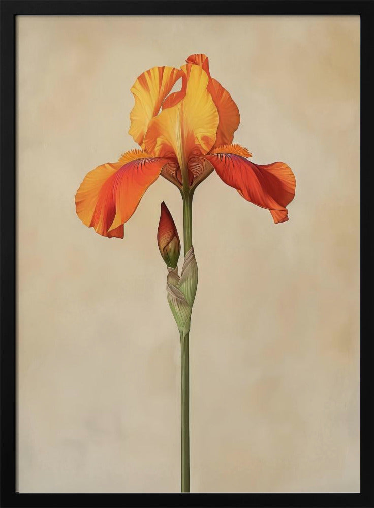 Poster Canvas Sng Iris 34 | Poster