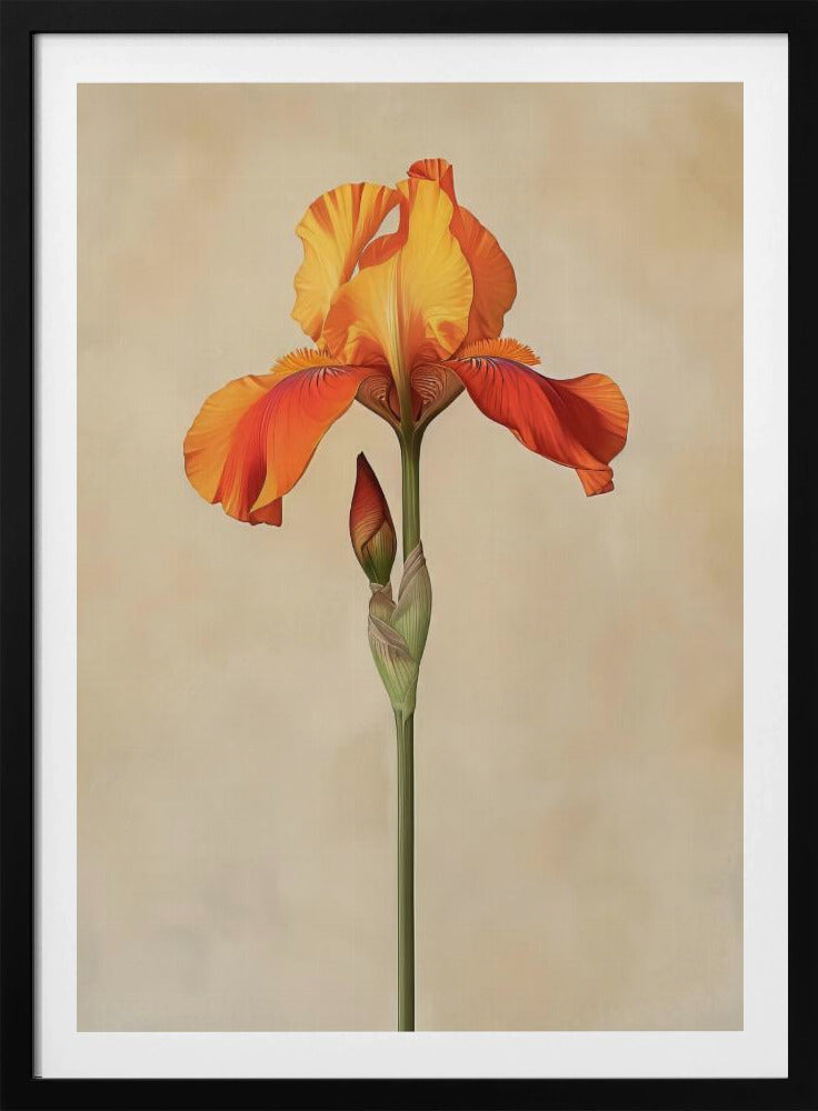 Poster Canvas Sng Iris 34 | Poster