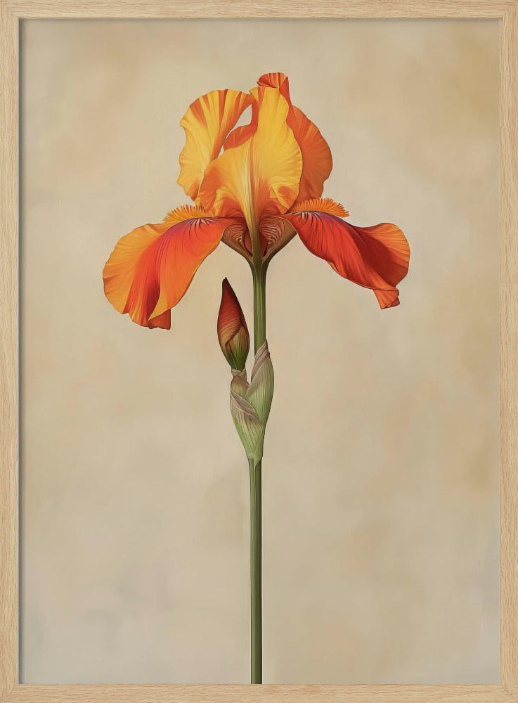 Poster Canvas Sng Iris 34 | Poster