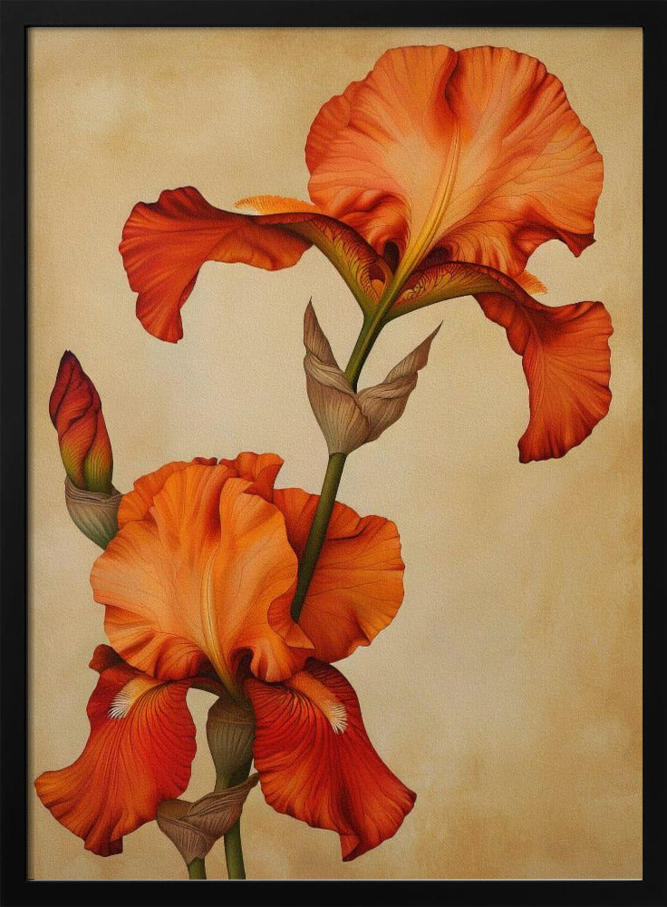 Poster Canvas Sng Iris 36 | Poster