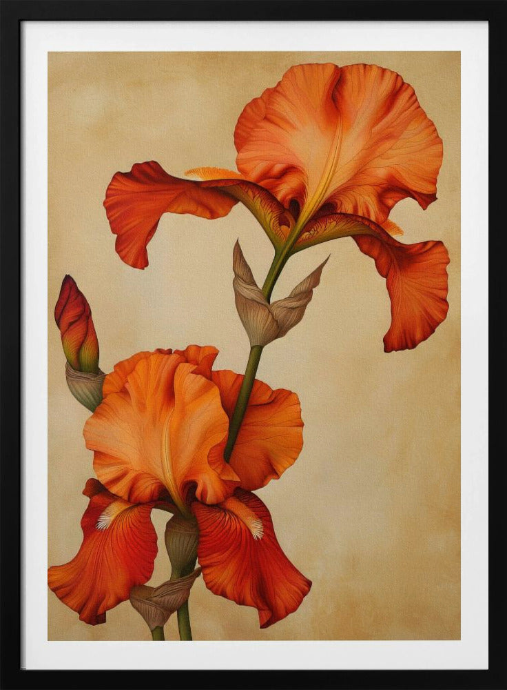 Poster Canvas Sng Iris 36 | Poster