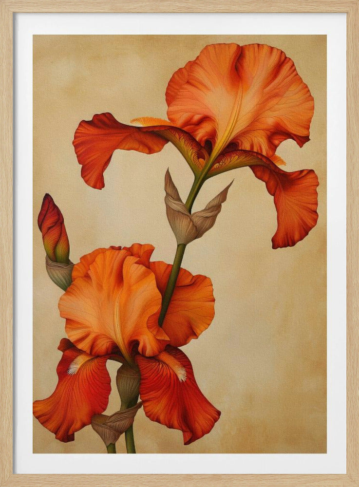 Poster Canvas Sng Iris 36 | Poster