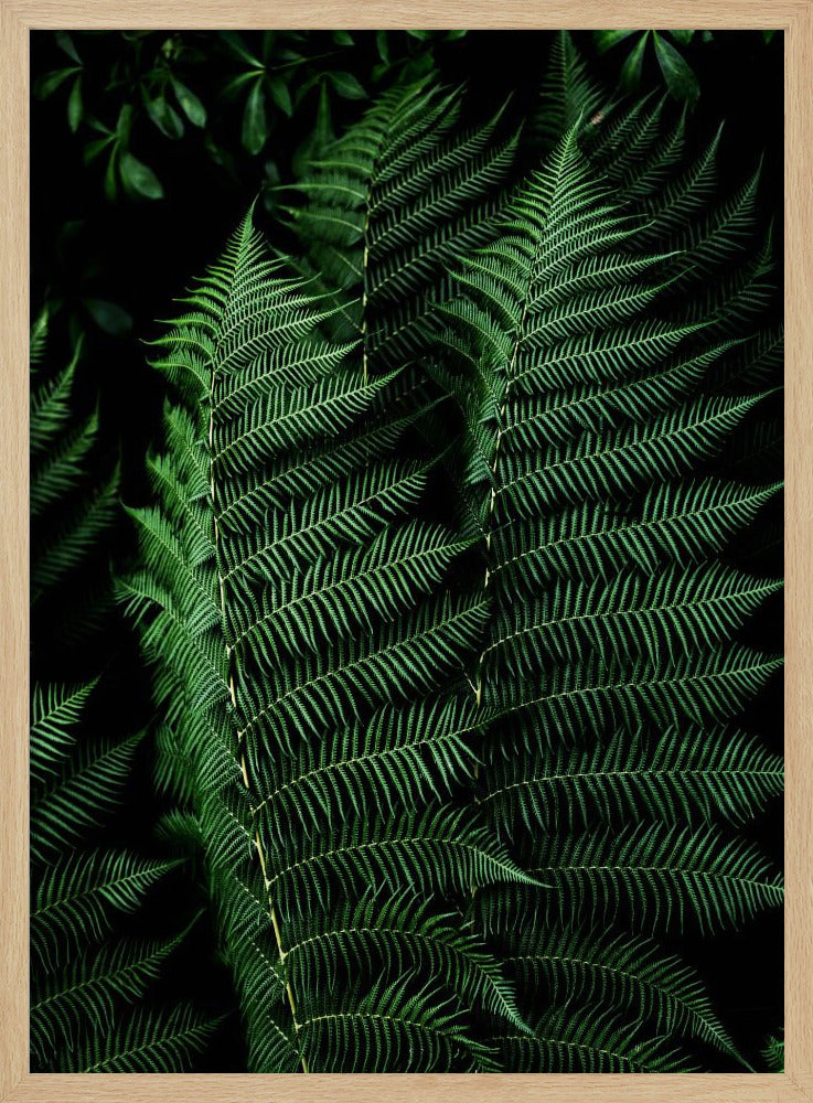 Dark Leaves 16 | Poster