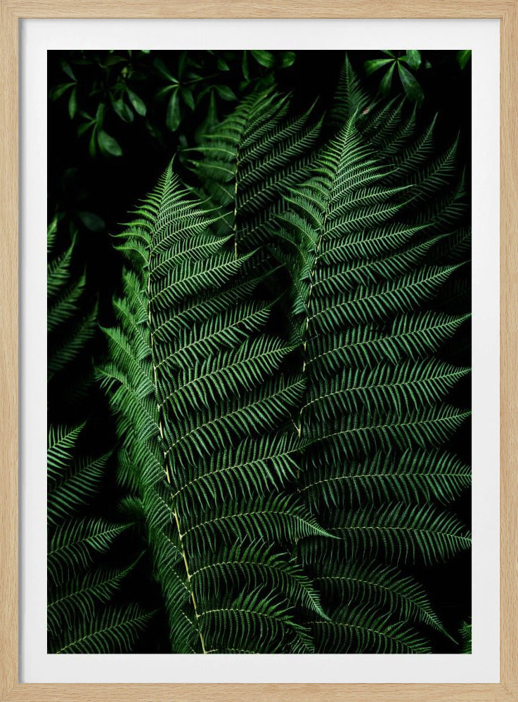 Dark Leaves 16 | Poster