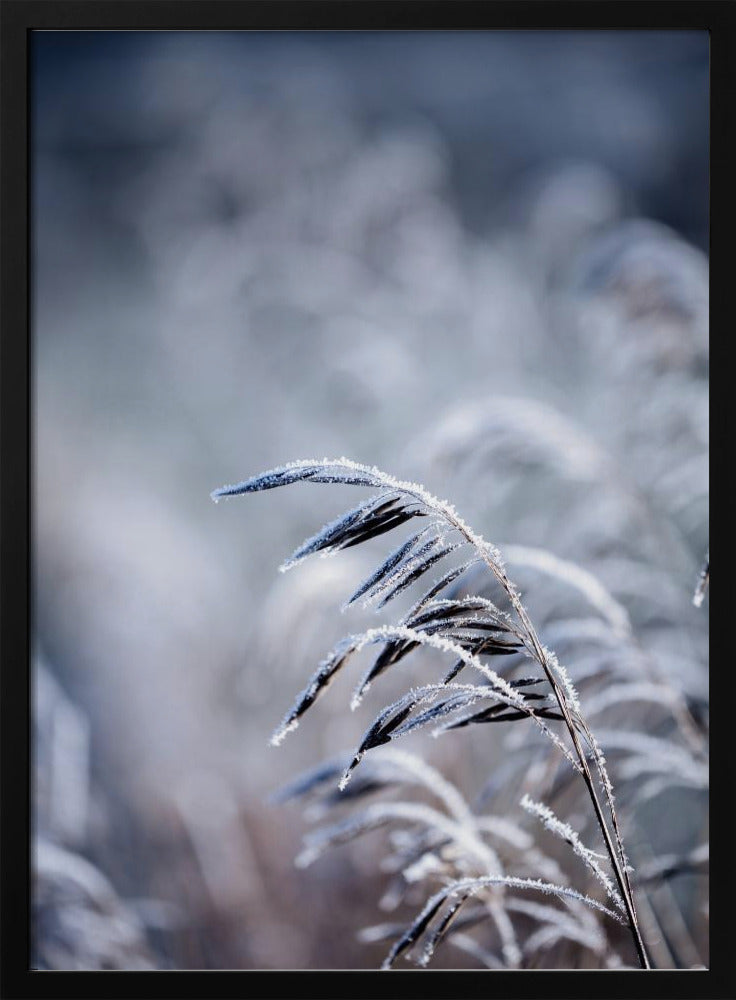 Frosty Morning 5 | Poster