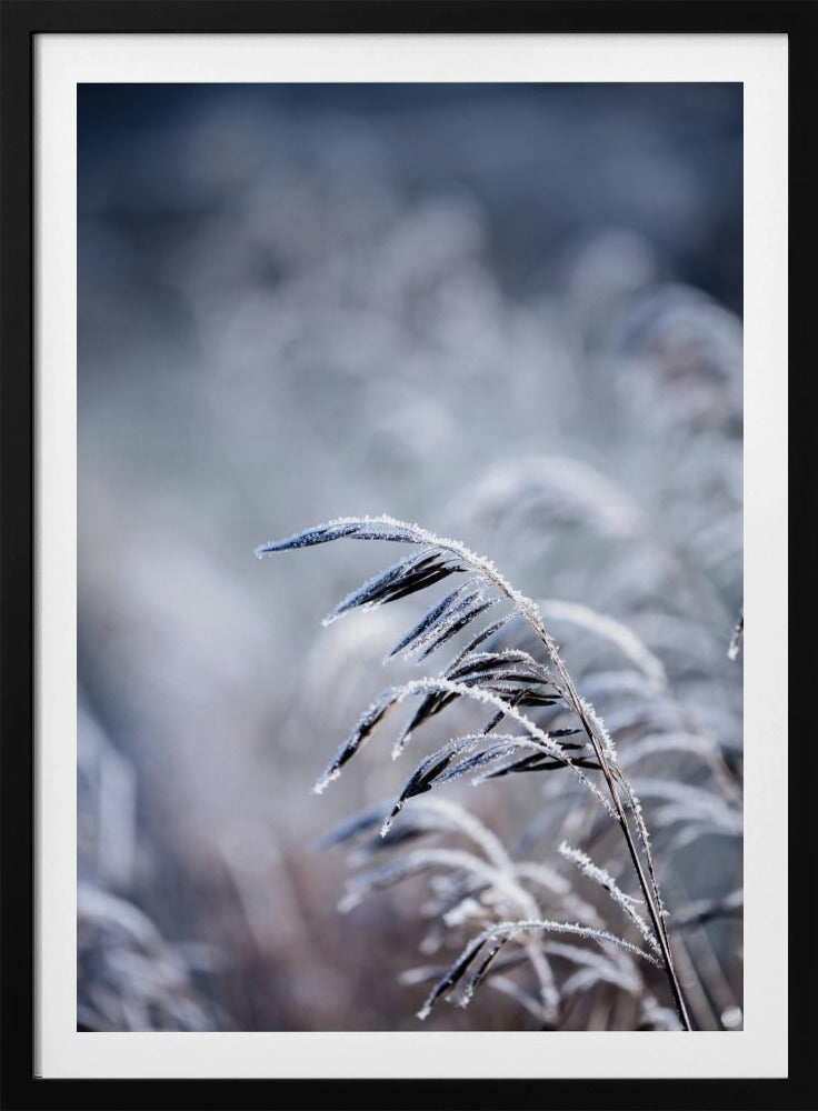 Frosty Morning 5 | Poster