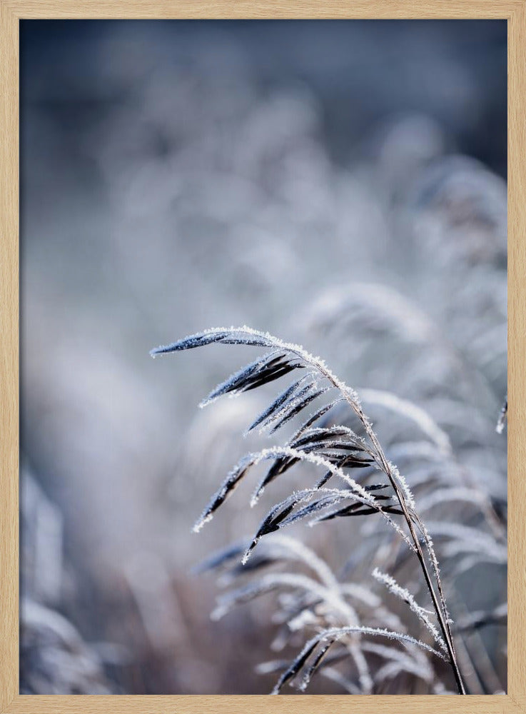 Frosty Morning 5 | Poster