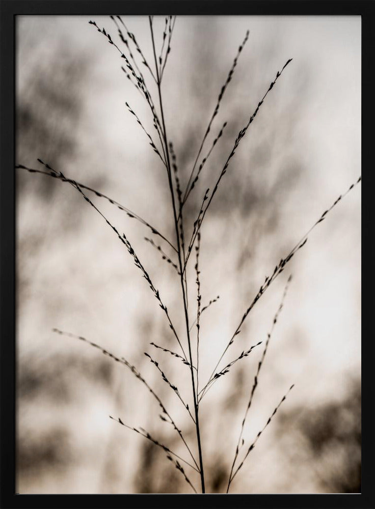 Grass 17 | Poster