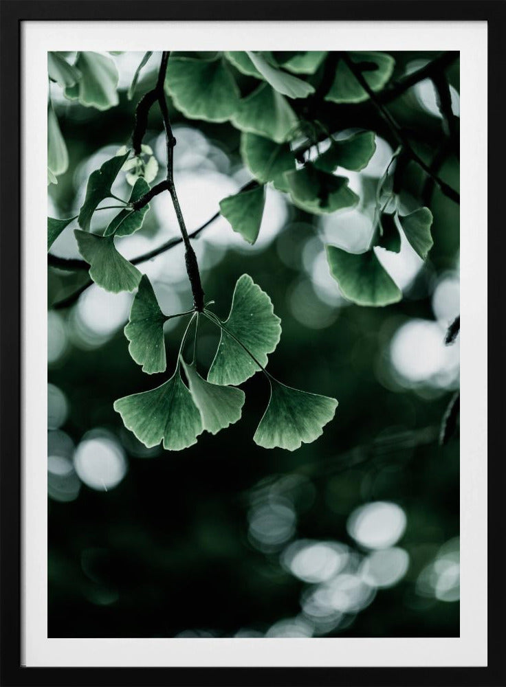Ginko 1 | Poster