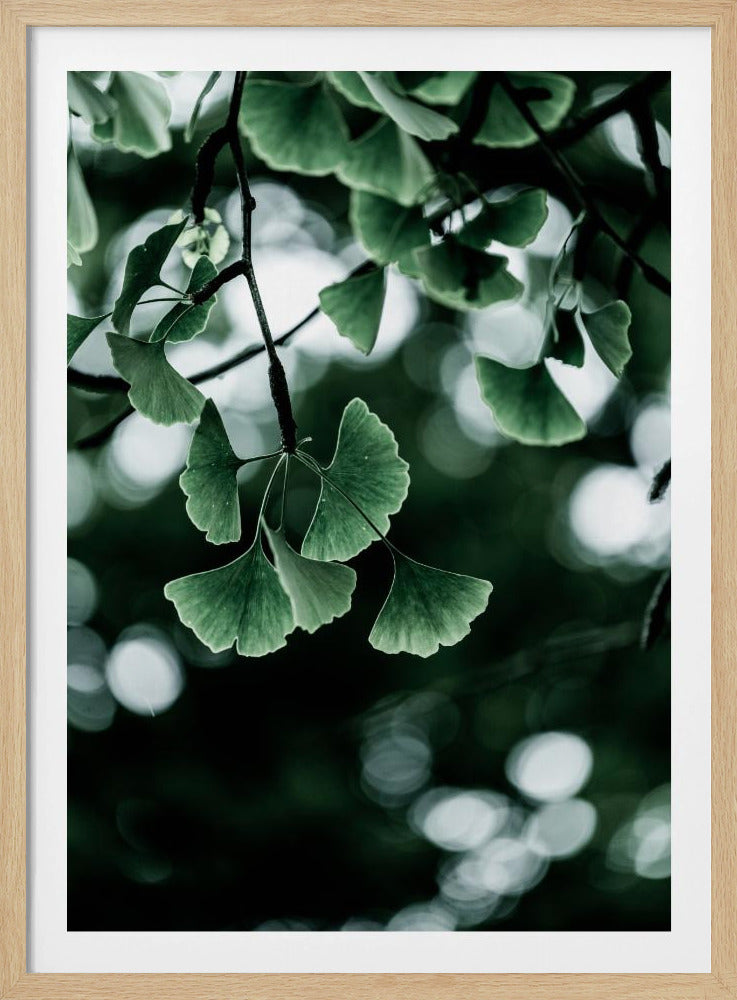 Ginko 1 | Poster