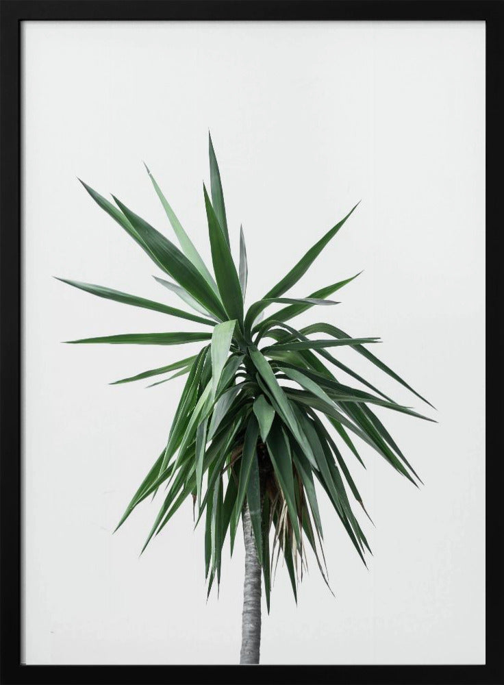 Palm Trees 11 | Poster