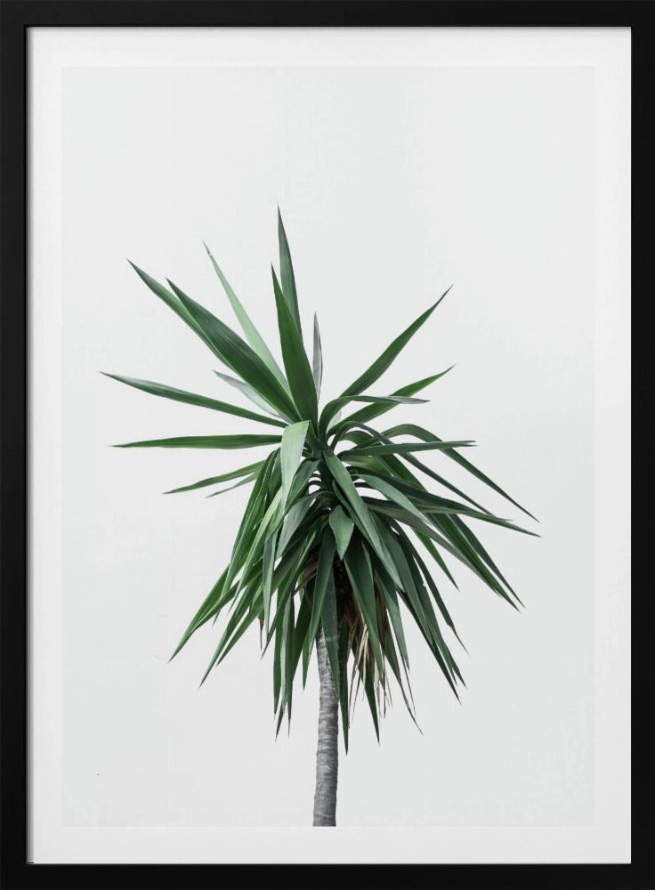 Palm Trees 11 | Poster