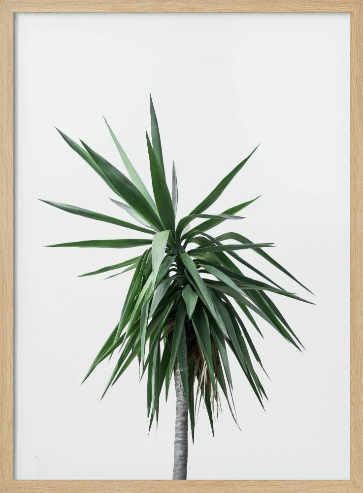 Palm Trees 11 | Poster