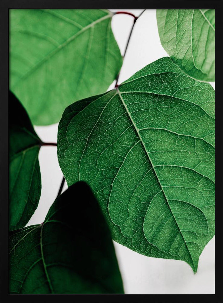 Summer Branches 2 | Poster