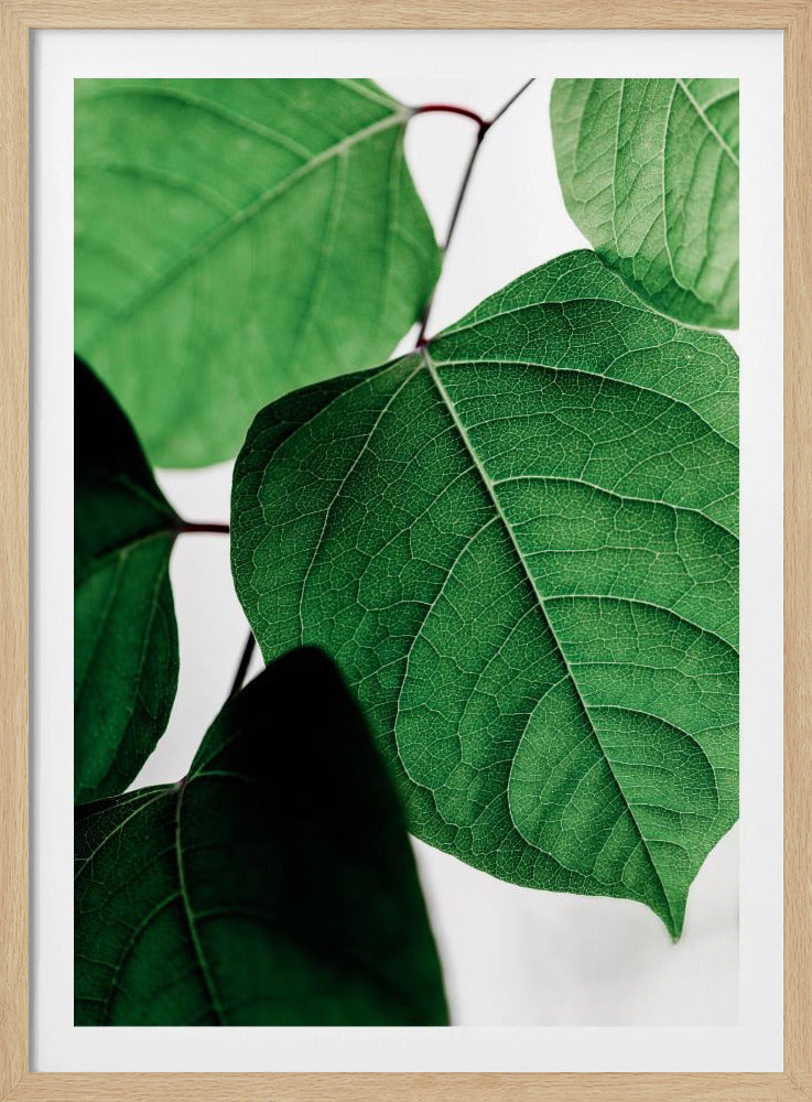 Summer Branches 2 | Poster