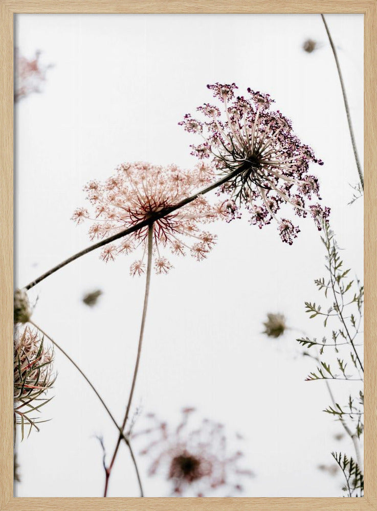 Summer Flowers | Poster