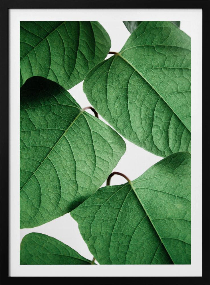 Summer Branches | Poster