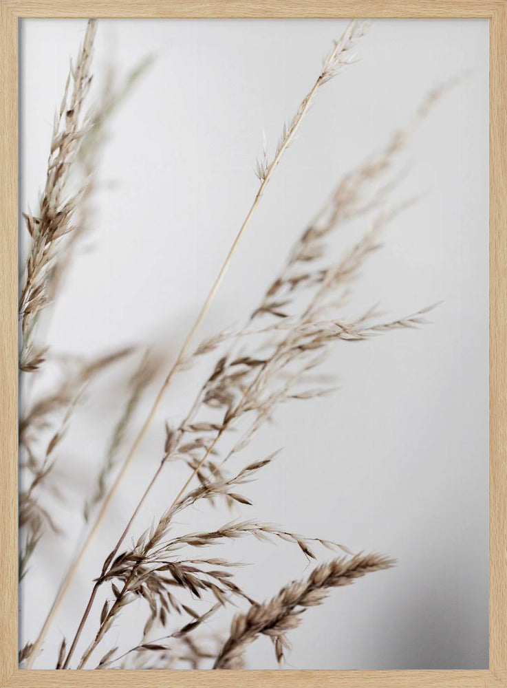 Summer Grass 2 | Poster