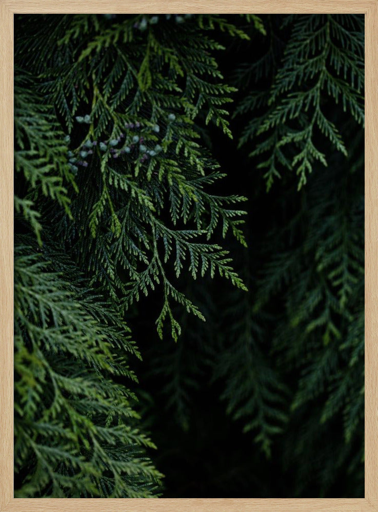 Winter Branches 3 | Poster