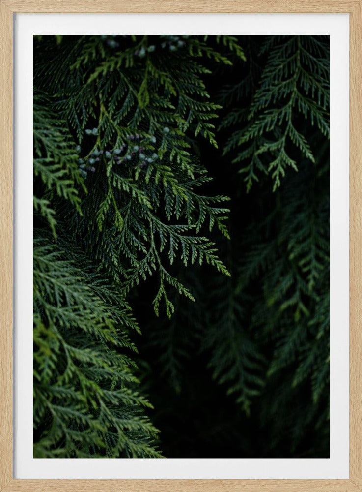 Winter Branches 3 | Poster