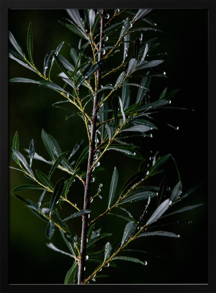 Winter Branches 6 | Poster