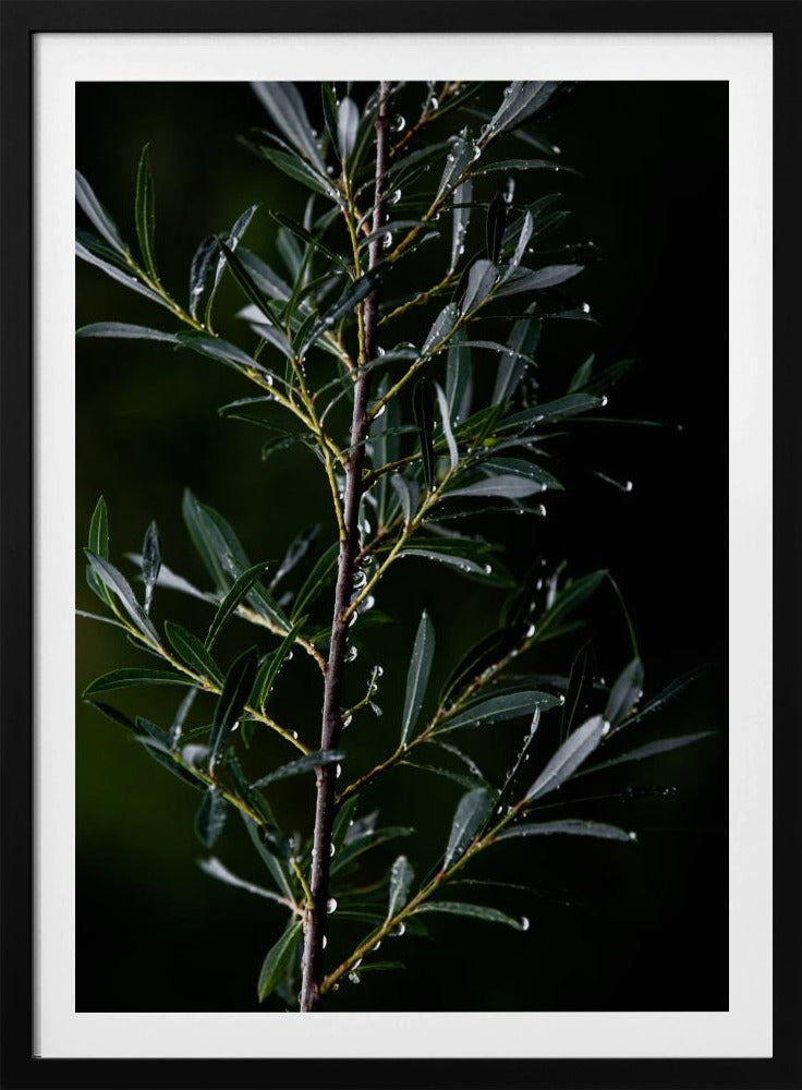 Winter Branches 6 | Poster