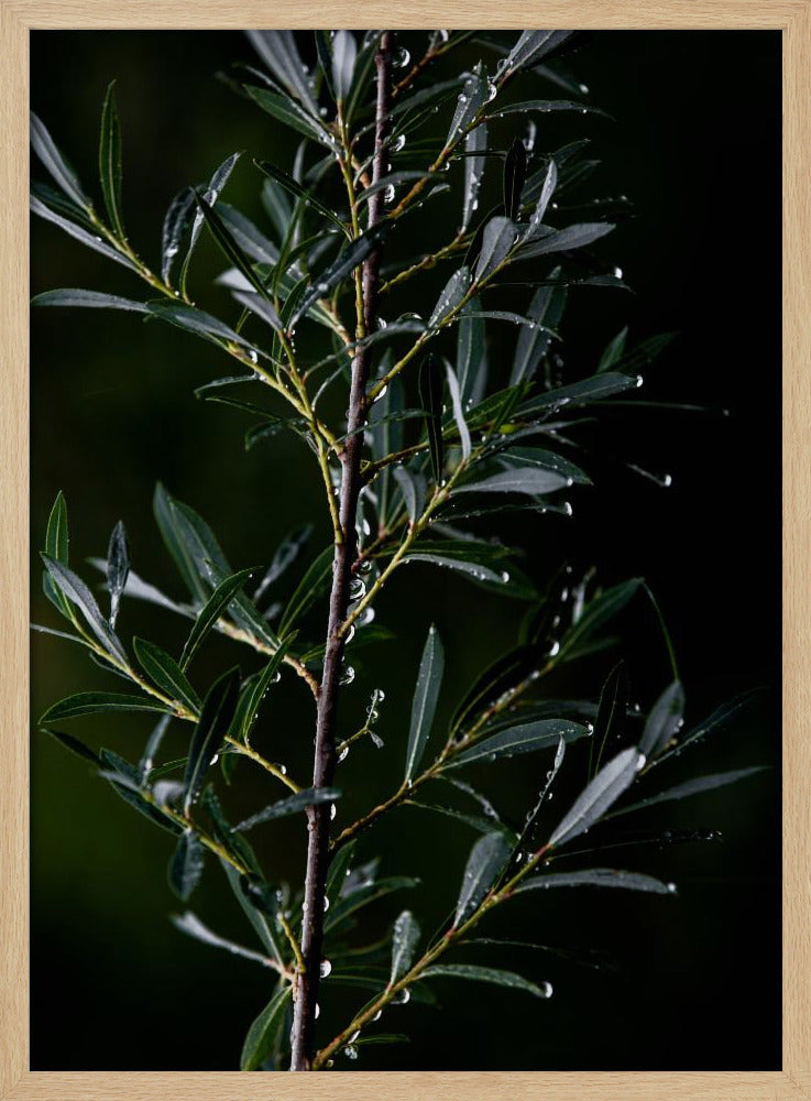 Winter Branches 6 | Poster